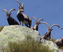 La Reserva cacereña de Caza La Sierra obtiene el certificado de calidad cinegética 'Wildlife Estates'